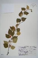 登錄號:S077737藏品圖，第1張