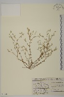 無心菜、鵝不食草藏品圖，第1張