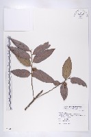 軟毛柿藏品圖，第1張