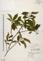 臺灣石楠藏品圖，第1張