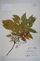 木蠟樹、山漆藏品圖，第1張