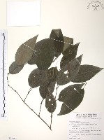 風藤藏品圖，第1張