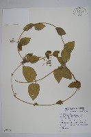 鷗蔓藏品圖，第1張