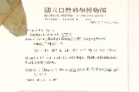 苦苣菜藏品圖，第2張