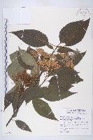 梜木藏品圖，第1張