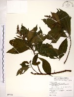 水金京藏品圖，第1張