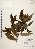 土肉桂藏品圖，第1張