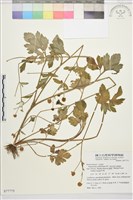 水辣菜、禺毛茛藏品圖，第1張