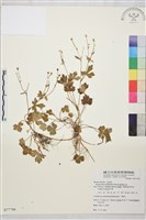 鹿場毛茛藏品圖，第1張