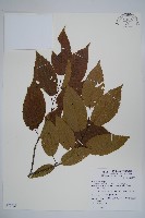 蘭邯千金榆藏品圖，第1張