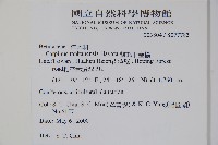 蘭邯千金榆藏品圖，第2張