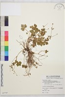 鹿場毛茛藏品圖，第1張