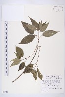 臺灣青莢葉藏品圖，第1張