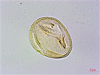 冠蕊木藏品圖，第1張