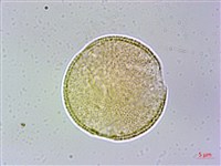 冠蕊木藏品圖，第2張