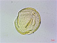 冠蕊木藏品圖，第3張