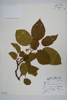 登錄號:S077810藏品圖，第1張