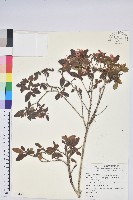 南澳杜鵑藏品圖，第1張