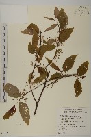 佩羅特木藏品圖，第1張
