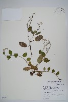 臺灣附地草藏品圖，第1張