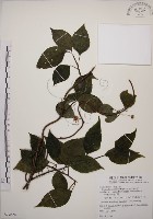 阿里山五味子藏品圖，第1張