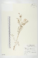 水花菜藏品圖，第1張