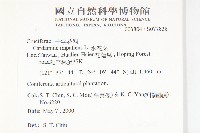 水花菜藏品圖，第2張