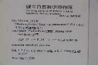 臺灣蝴蝶戲珠花、臺灣蝴蝶花藏品圖，第2張