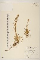 福山氏飛蓬藏品圖，第1張