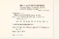 福山氏飛蓬藏品圖，第2張