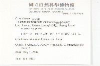 星果佛甲草藏品圖，第2張