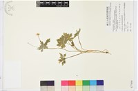 匍枝銀蓮花藏品圖，第1張