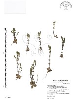 厚葉龍膽藏品圖，第1張