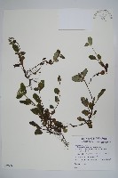 臺灣附地草藏品圖，第1張