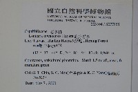 追分忍冬藏品圖，第2張