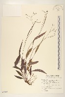 刀傷草藏品圖，第1張