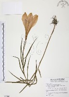 臺灣百合藏品圖，第1張