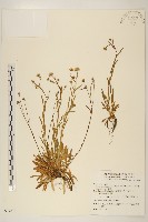 福山氏飛蓬藏品圖，第1張