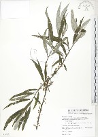 水麻藏品圖，第1張
