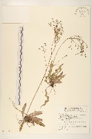 刀傷草藏品圖，第1張