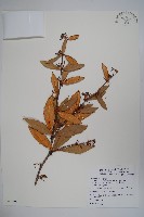 清水山小檗藏品圖，第1張