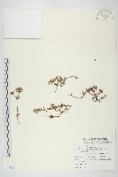 星果佛甲草藏品圖，第1張