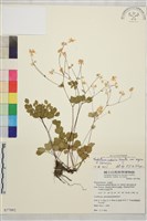 大花傅氏唐松草藏品圖，第1張