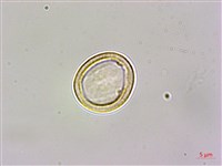 大穗石菖蒲藏品圖，第1張