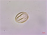 大穗石菖蒲藏品圖，第2張