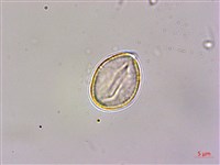 大穗石菖蒲藏品圖，第3張