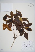 高山莢迷藏品圖，第1張