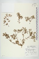 星果佛甲草藏品圖，第1張