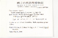 星果佛甲草藏品圖，第2張