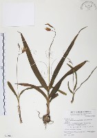 臺灣白及藏品圖，第1張